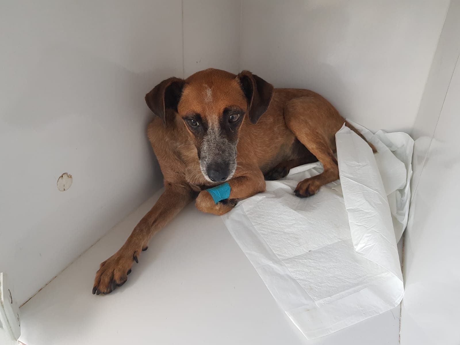 Pacientinho WhatsApp Image 2026-04-17 at 2.30.51 PM.jpeg