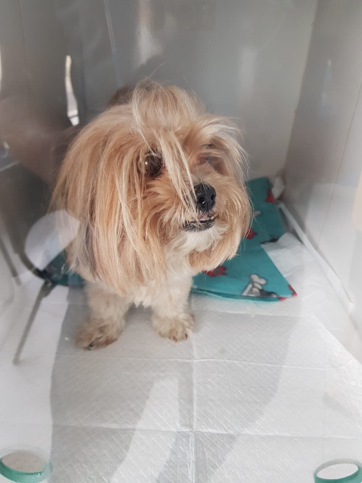 Pacientinho WhatsApp Image 2026-04-17 at 2.31.34 PM.jpeg