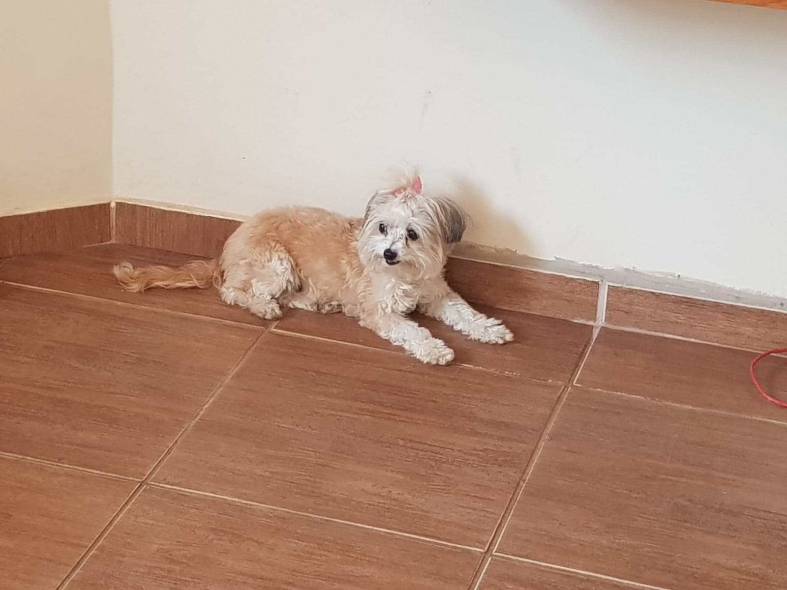 Pacientinho WhatsApp Image 2026-04-17 at 2.32.58 PM.jpeg