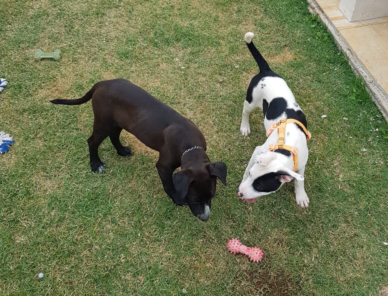 Pacientinho WhatsApp Image 2026-04-17 at 2.33.40 PM.jpeg