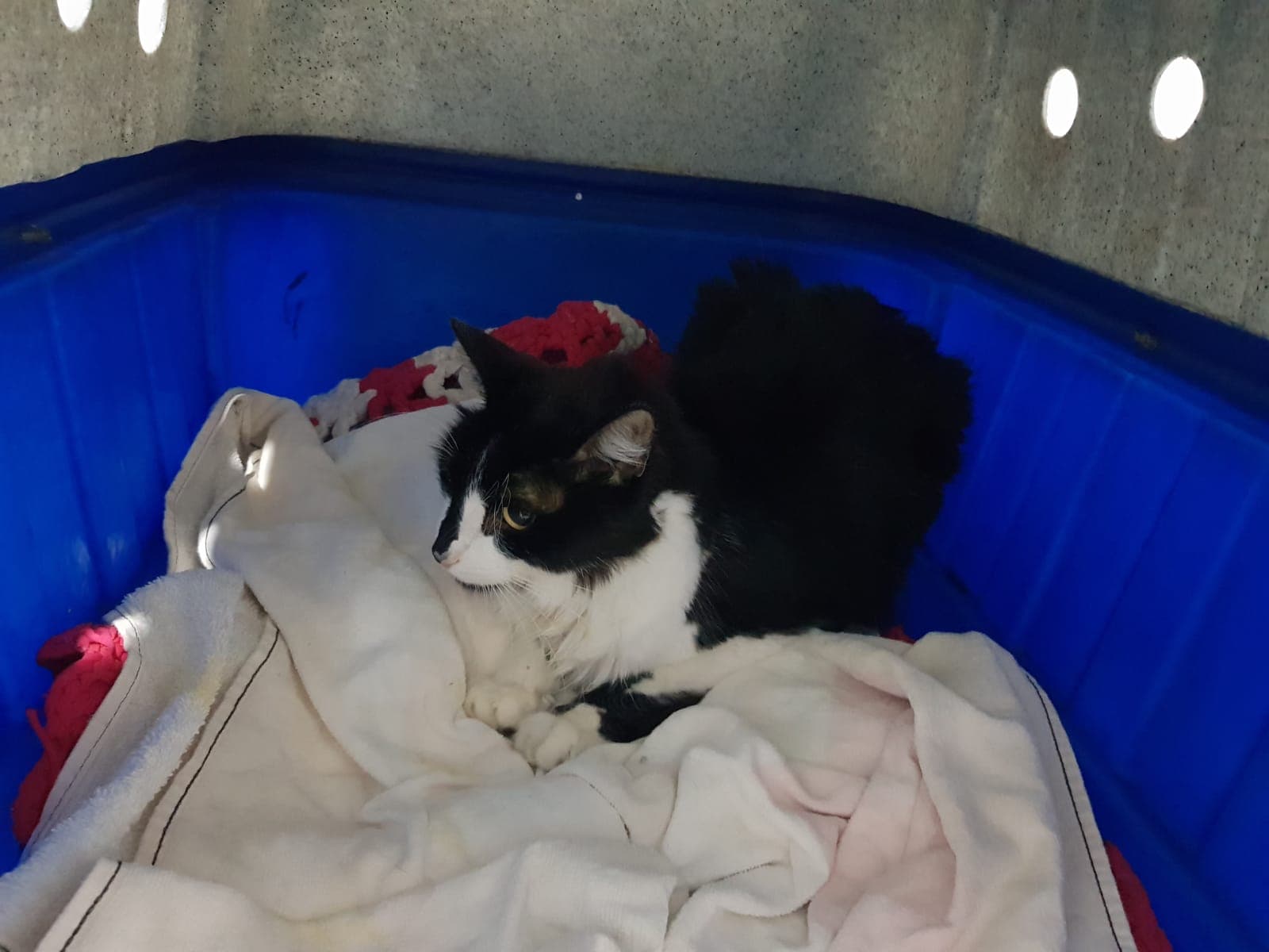 Pacientinho WhatsApp Image 2026-04-17 at 2.35.11 PM.jpeg