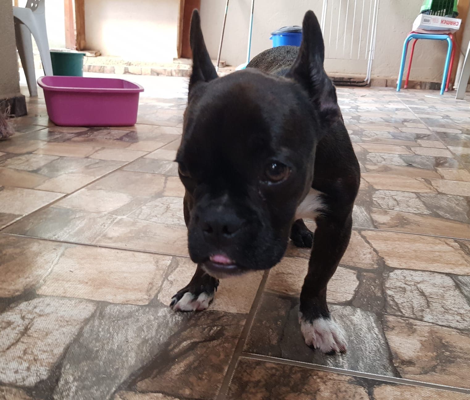 Pacientinho WhatsApp Image 2026-04-17 at 2.35.53 PM.jpeg