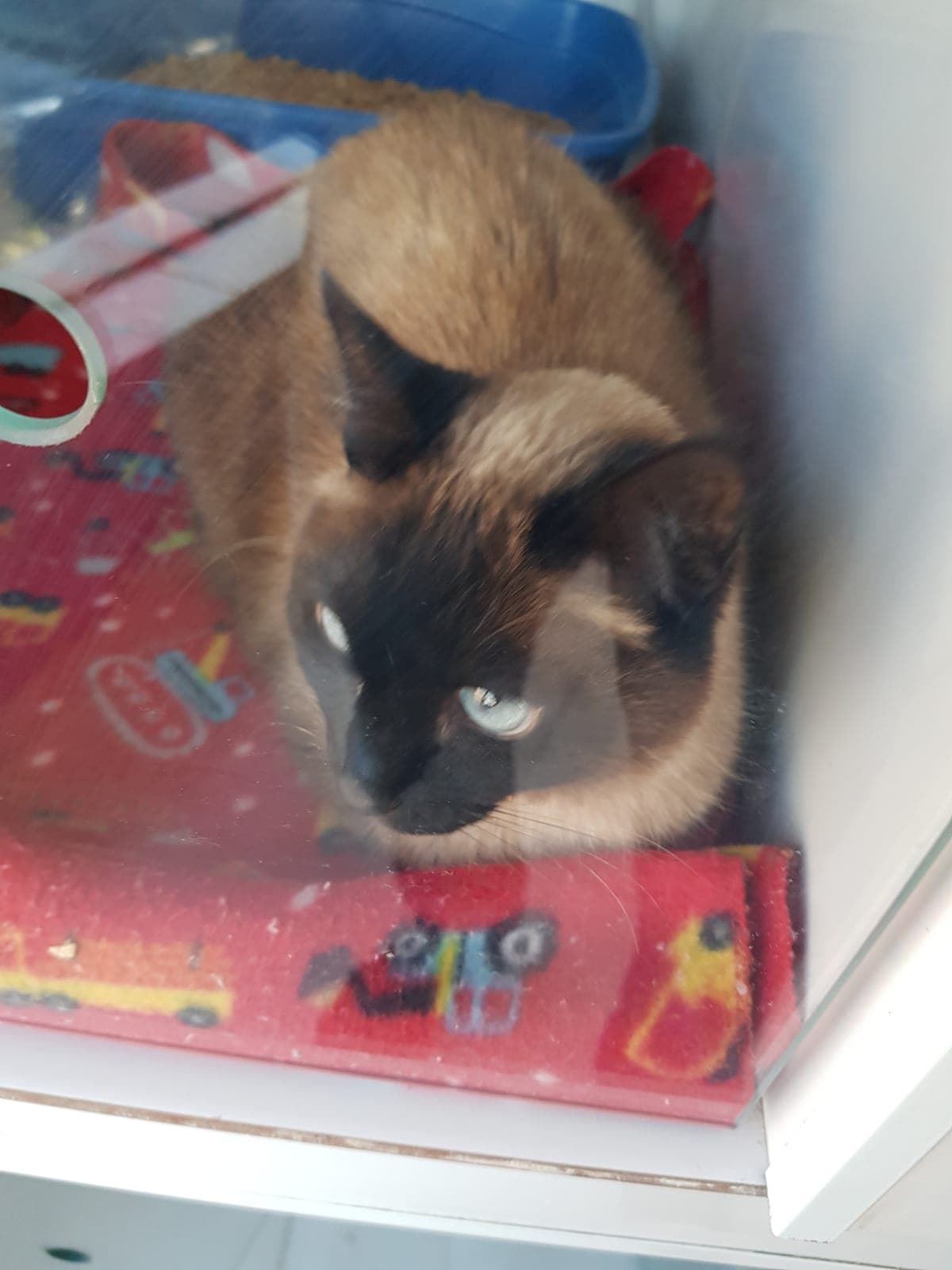 Pacientinho WhatsApp Image 2026-04-17 at 2.38.02 PM.jpeg