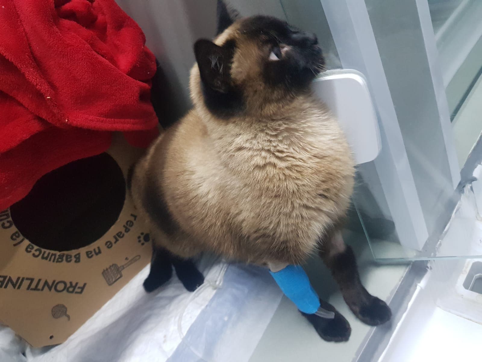 Pacientinho WhatsApp Image 2026-04-17 at 2.39.03 PM.jpeg