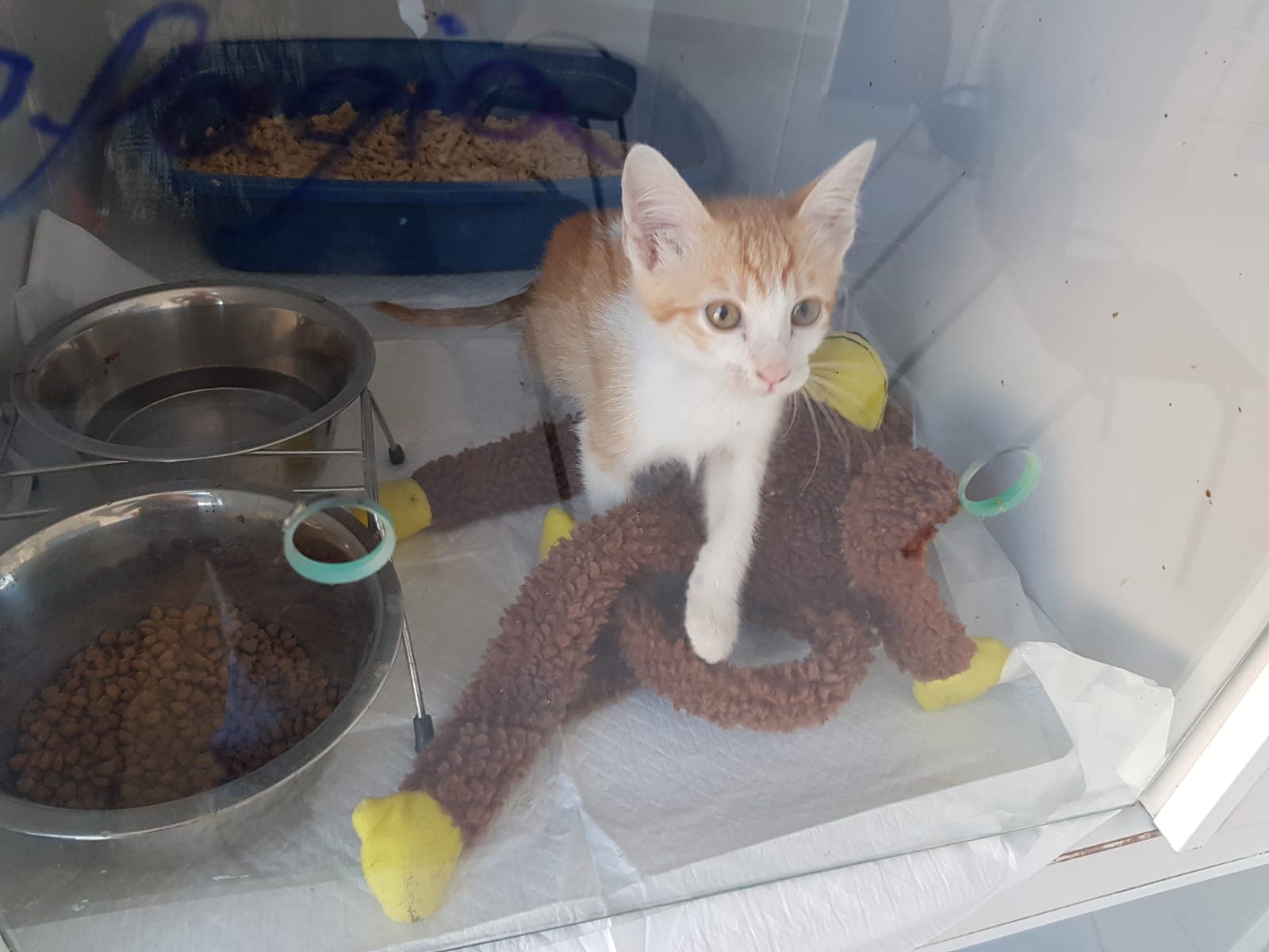 Pacientinho WhatsApp Image 2026-04-17 at 2.40.03 PM.jpeg