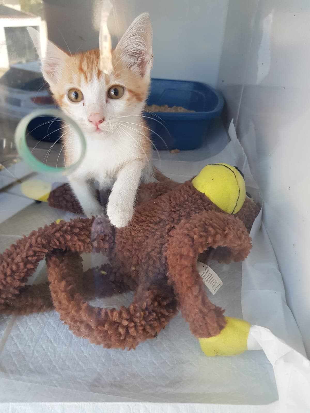 Pacientinho WhatsApp Image 2026-04-17 at 2.40.22 PM.jpeg