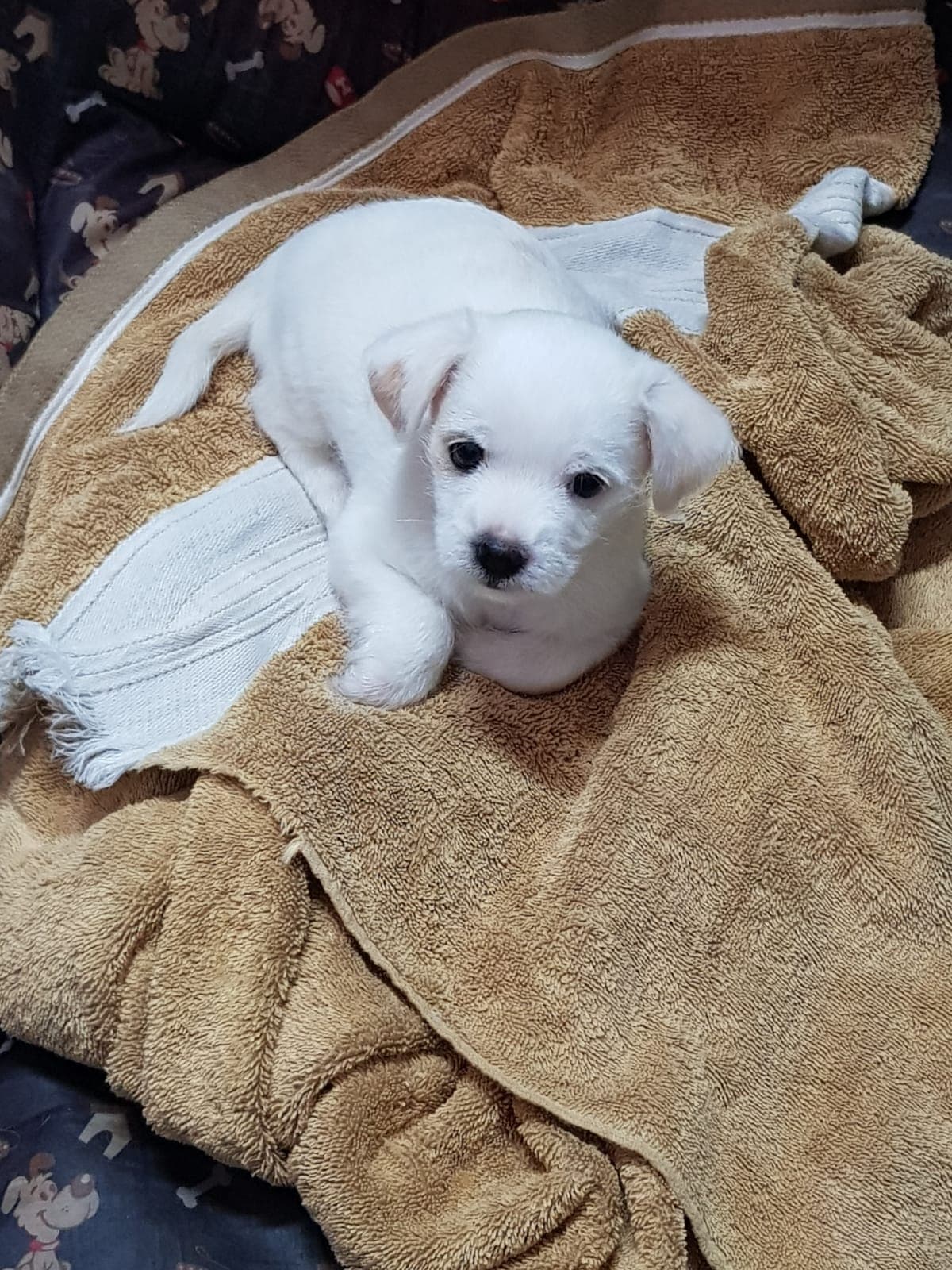 Pacientinho WhatsApp Image 2026-04-17 at 2.41.32 PM.jpeg