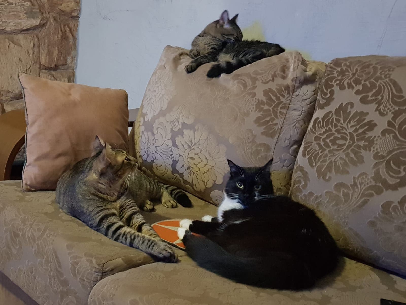 Pacientinho WhatsApp Image 2026-04-17 at 2.43.06 PM.jpeg