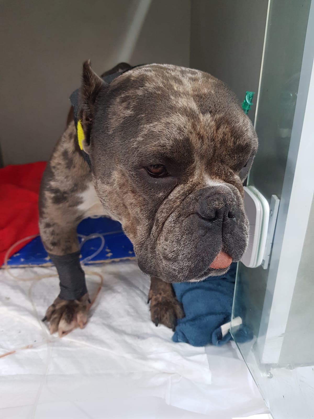 Pacientinho WhatsApp Image 2026-04-17 at 2.45.06 PM.jpeg