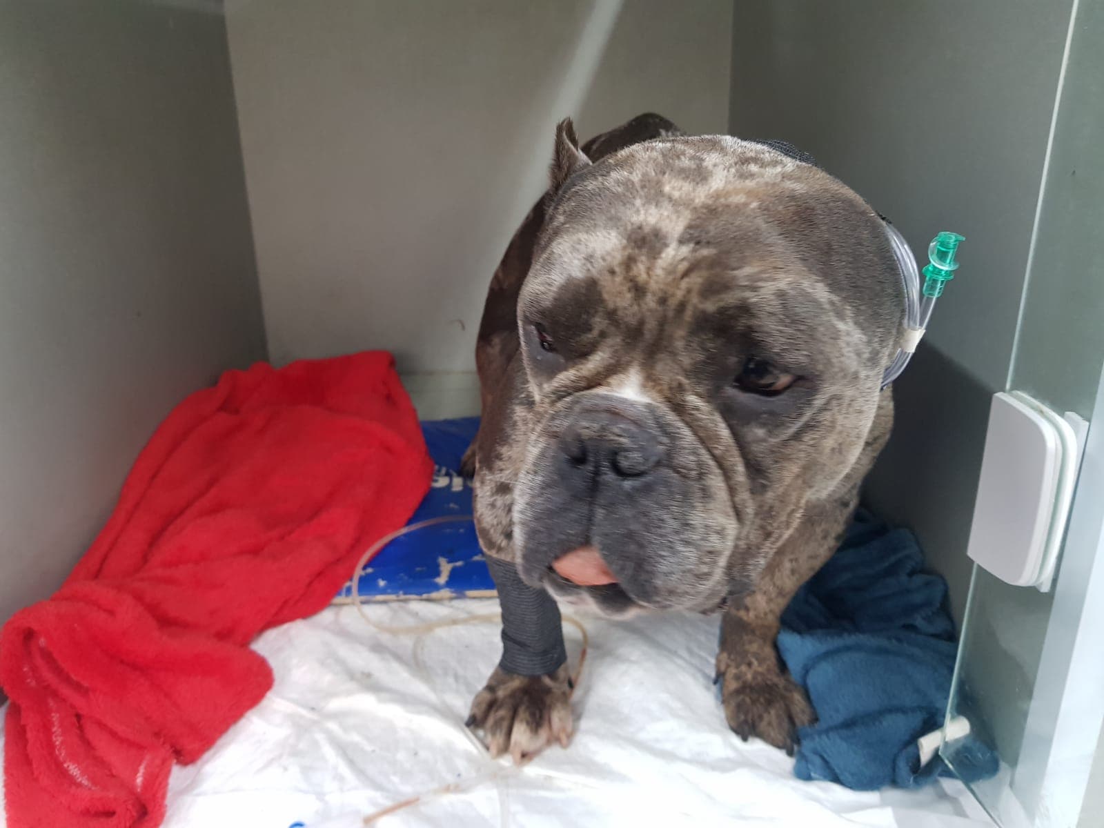 Pacientinho WhatsApp Image 2026-04-17 at 2.45.24 PM.jpeg