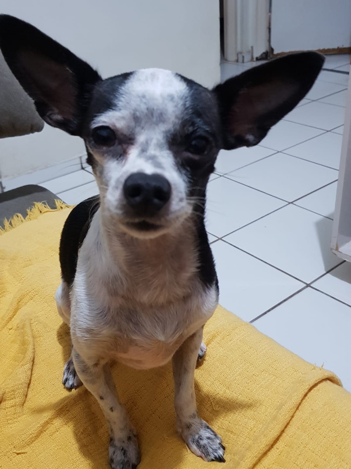 Pacientinho WhatsApp Image 2026-04-17 at 2.45.47 PM.jpeg